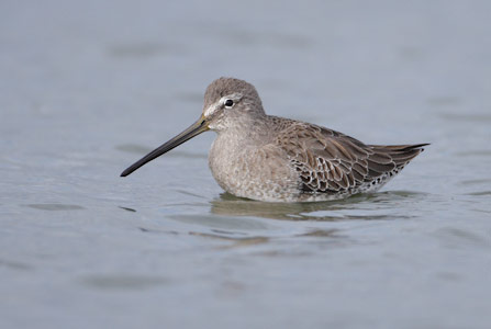 Long-billed Dowitcher (Limnodromus scolopaceus) photo