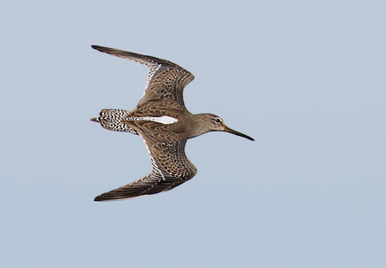 Short-billed Dowitcher (Limnodromus griseus) photo