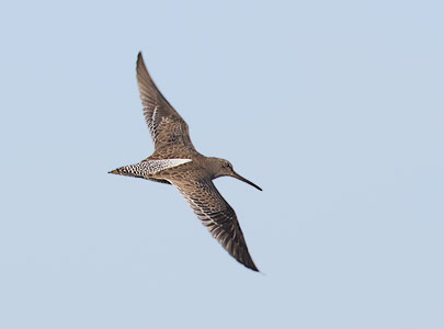 Short-billed Dowitcher (Limnodromus griseus) photo