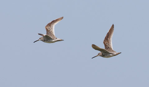 Short-billed Dowitcher (Limnodromus griseus) photo