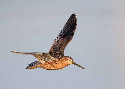 Short-billed Dowitcher (Limnodromus griseus) photo