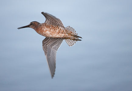 Short-billed Dowitcher (Limnodromus griseus) photo