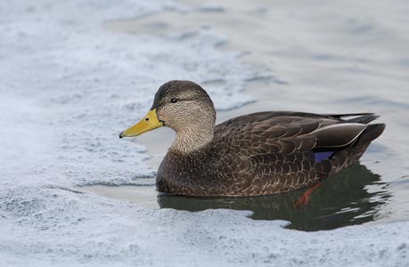 American Black Duck (Anas rubripes) photo