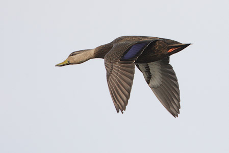 American Black Duck (Anas rubripes) photo