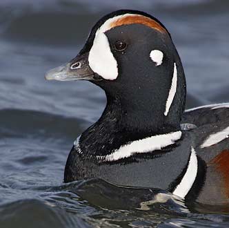 Harlequin Duck (Histrionicus histrionicus) photo