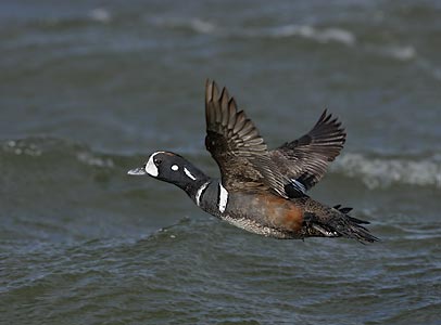 Harlequin Duck (Histrionicus histrionicus) photo