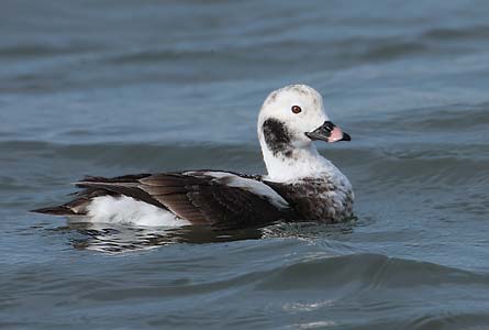 Long-tailed Duck (Clangula hyemalis) photo
