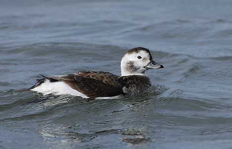 Long-tailed Duck (Clangula hyemalis) photo