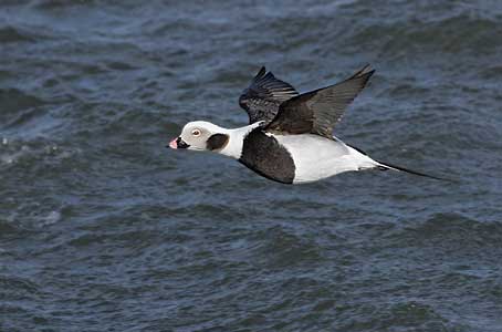 Long-tailed Duck (Clangula hyemalis) photo