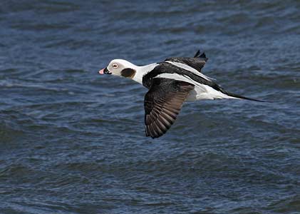 Long-tailed Duck (Clangula hyemalis) photo
