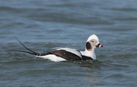 Long-tailed Duck (Clangula hyemalis) photo