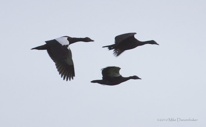 Muscovy Duck (Cairina moschata) photo