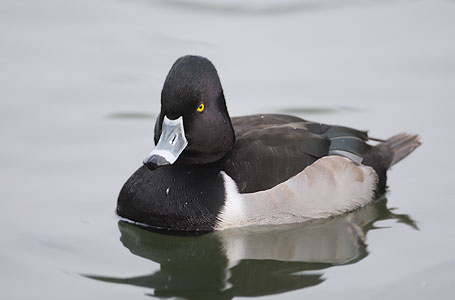 Ring-necked Duck (Aythya collaris) photo