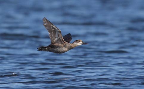 Ruddy Duck (Oxyura jamaicensis) photo