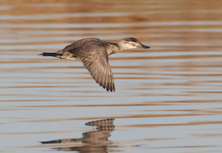 Ruddy Duck (Oxyura jamaicensis) photo