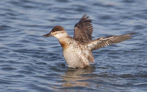 Ruddy Duck (Oxyura jamaicensis) photo