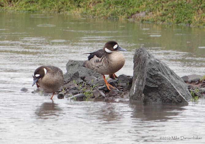 Spectacled Duck (Speculanas specularis) photo