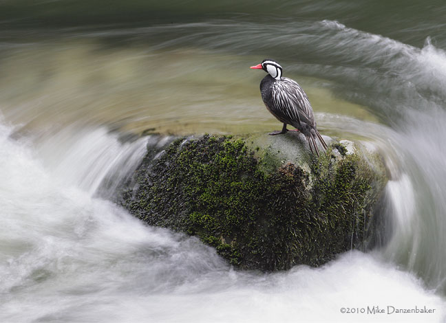 Torrent Duck (Merganetta armata) photo