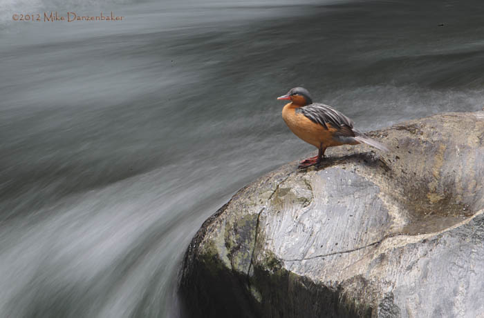 Torrent Duck (Merganetta armata) photo