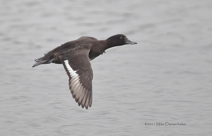 Tufted Duck (Aythya fuligula) photo