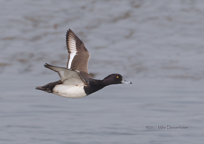 Tufted Duck (Aythya fuligula) photo