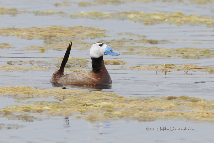 White-headed Duck (Oxyura leucocephala) photo