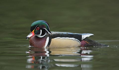 Wood Duck (Aix sponsa) photo