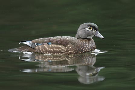Wood Duck (Aix sponsa) photo