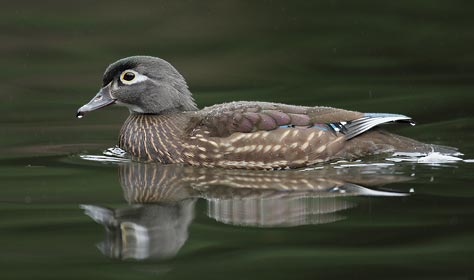 Wood Duck (Aix sponsa) photo