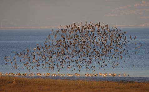 Dunlin (Calidris alpina) photo