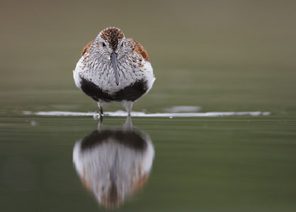 Dunlin (Calidris alpina) photo