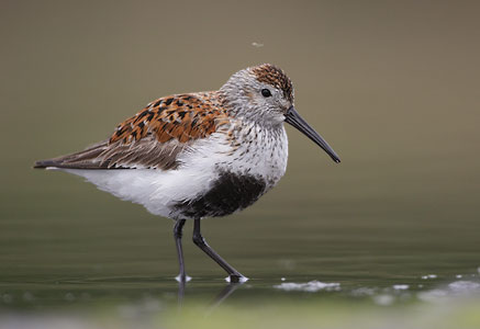 Dunlin (Calidris alpina) photo
