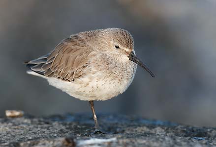 Dunlin (Calidris alpina) photo