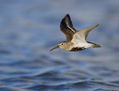 Dunlin (Calidris alpina) photo