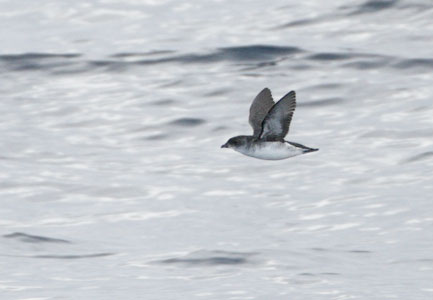 Common Diving-Petrel (Pelecanoides urinatrix) photo