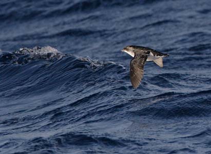 South Georgian Diving-Petrel (Pelecanoides georgicus) photo