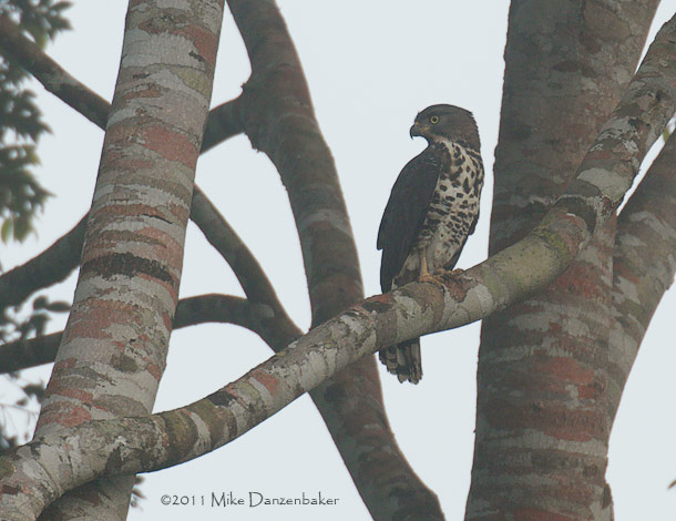 Congo Serpent Eagle (Dryotriorchis spectabilis) photo