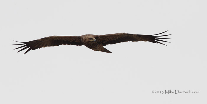 Eastern Imperial Eagle (Aquila heliaca) photo