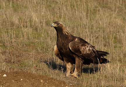 Golden Eagle (Aquila chrysaetos) photo