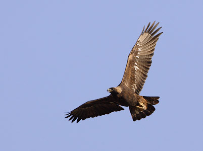 Golden Eagle (Aquila chrysaetos) photo