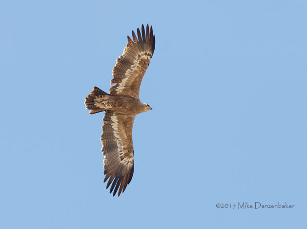 Steppe Eagle (Aquila nipalensis) photo