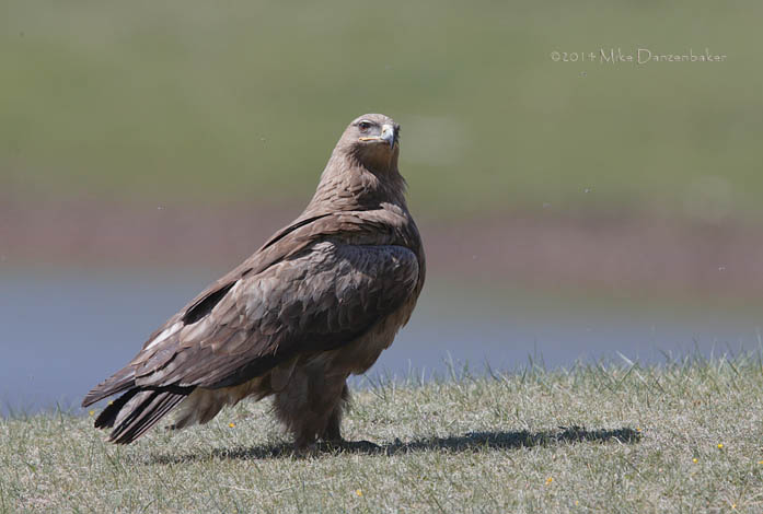 Steppe Eagle (Aquila nipalensis) photo