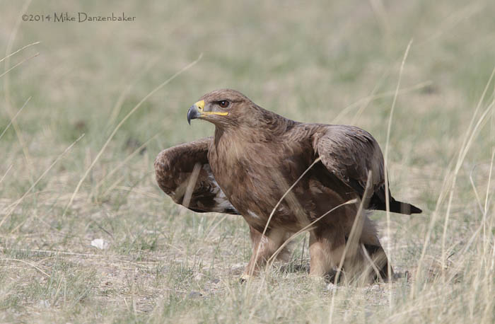 Steppe Eagle (Aquila nipalensis) photo
