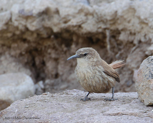 Straight-billed Earthcreeper (Ochetorhynchus ruficaudus) photo