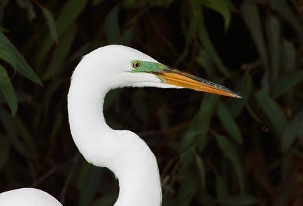 Great Egret (Ardea alba) photo
