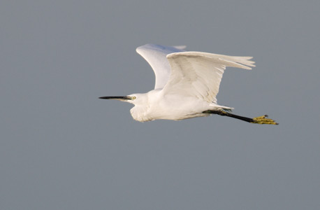Little Egret (Egretta garzetta) photo