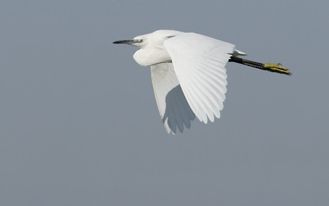 Little Egret (Egretta garzetta) photo
