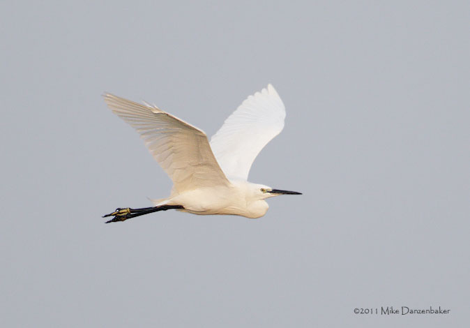 Little Egret (Egretta garzetta) photo