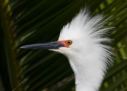 Snowy Egret (Egretta thula) photo