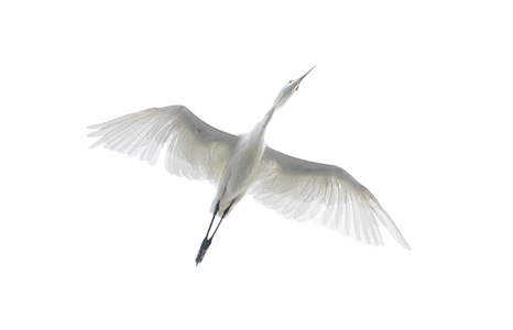 Snowy Egret (Egretta thula) photo